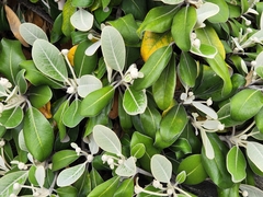 Brachyglottis buchananii