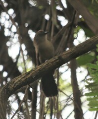 Pyriglena leucoptera