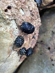 Nerita tessellata