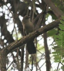 Pyriglena leucoptera