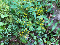 Sedum actinocarpum