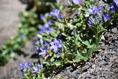 Campanula piperi
