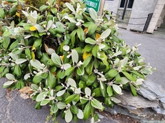 Brachyglottis buchananii