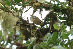 Regulus regulus azoricus