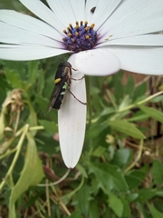 Odontomyia hunteri