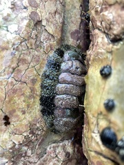 Acanthopleura granulata