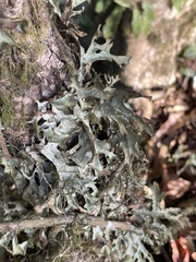 Lobariaceae