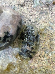 Acanthopleura granulata