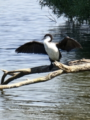 Phalacrocorax varius varius