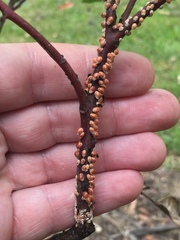 Eriococcus coriaceus