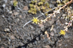 Sedum stenopetalum