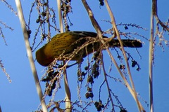 Icterus pustulatus