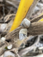 Cenchritis muricatus