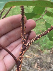 Eriococcus coriaceus