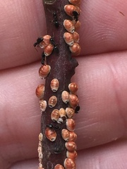 Eriococcus coriaceus