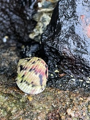 Nerita versicolor