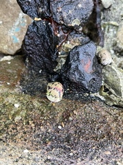 Nerita versicolor