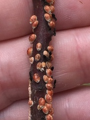 Eriococcus coriaceus