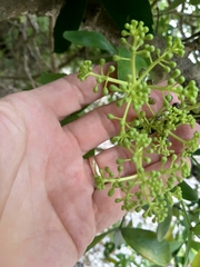 Pseudopanax lessonii