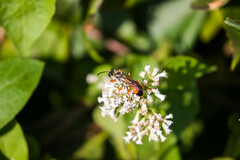 Sphex dorsalis