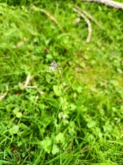 Myosotis discolor