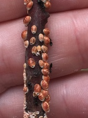 Eriococcus coriaceus