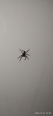 Asthenoctenus borellii