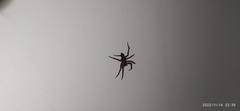 Asthenoctenus borellii