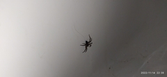 Asthenoctenus borellii