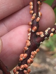 Eriococcus coriaceus