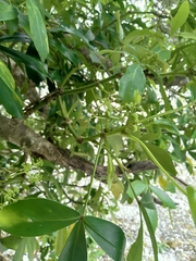 Pseudopanax lessonii