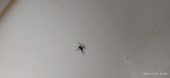Asthenoctenus borellii