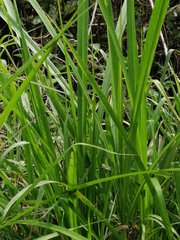 Cymbopogon