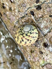 Nerita versicolor