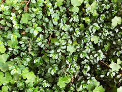 Elatostema obtusum trilobulatum