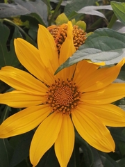 Tithonia