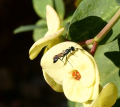 Chalybion zimmermanni