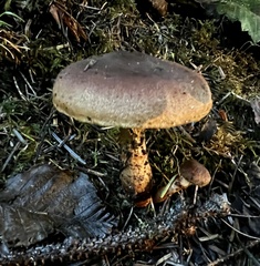 Cortinarius croceus