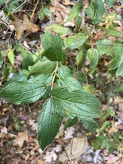 Ceanothus americanus