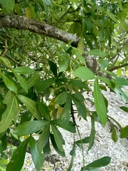 Pseudopanax lessonii