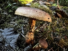 Cortinarius croceus