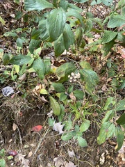 Ceanothus americanus