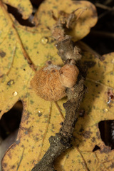 Disholcaspis simulata