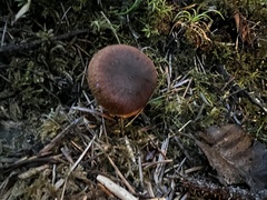 Cortinarius croceus