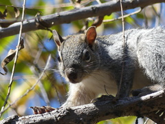 Sciurus arizonensis