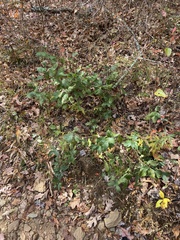 Ceanothus americanus