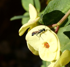 Chalybion zimmermanni