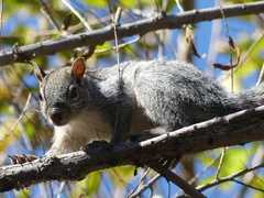 Sciurus arizonensis