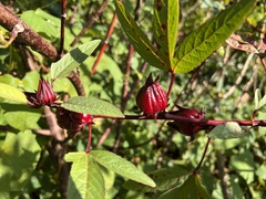 Hibiscus sabdariffa