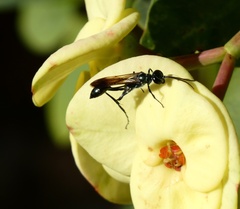 Chalybion zimmermanni